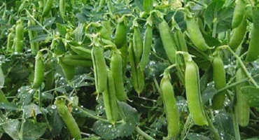 Jak vázat hrášek na otevřeném poli, schémata a způsoby upevnění